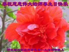 ���ֹ�,ʯ��ׯ�󷨵��ӹ������編�ִ�����ʦ�𻪵�(23��)
