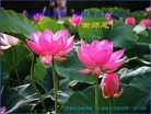 ���ֹ�,ʯ��ׯ�󷨵��ӹ������編�ִ�����ʦ�𻪵�(27��)
