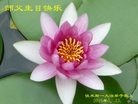 ���ֹ�,��ľ˹�󷨵��ӹ������編�ִ�����ʦ�𻪵�(24��)
