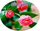 ���ֹ�,�żҿڴ󷨵��ӹ������編�ִ�����ʦ�𻪵�(25��)
