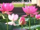 ���ֹ�,�����д󷨵��ӹ������編�ִ�����ʦ�𻪵�(23��)
