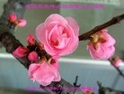 ���ֹ�,�����д󷨵��ӹ������編�ִ�����ʦ�𻪵�(20��)
