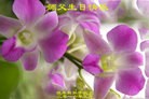 ���ֹ�,��ľ˹�󷨵��ӹ������編�ִ�����ʦ�𻪵�(20��)
