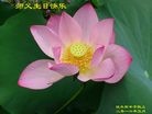 ���ֹ�,��ľ˹�󷨵��ӹ������編�ִ�����ʦ�𻪵�(20��)
