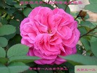 ���ֹ�,�����д󷨵��ӹ������編�ִ�����ʦ�𻪵�(20��)
