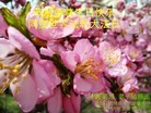 ���ֹ�,�����󷨵��ӹ������編�ִ�����ʦ�𻪵�(24��)
