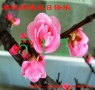 ���ֹ�,�����д󷨵��ӹ������編�ִ�����ʦ�𻪵�(23��)
