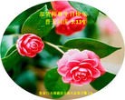 ���ֹ�,�żҿڴ󷨵��ӹ������編�ִ�����ʦ�𻪵�(21��)
