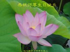 ���ֹ�,��ľ˹�󷨵��ӹ������編�ִ�����ʦ�𻪵�(19��)
