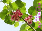 ���ֹ�,��ľ˹�󷨵��ӹ������編�ִ�����ʦ�𻪵�(19��)
