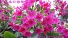 ���ֹ�,��ľ˹�󷨵��ӹ������編�ִ�����ʦ�𻪵�(18��)
