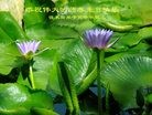 ���ֹ�,��ľ˹�󷨵��ӹ������編�ִ�����ʦ�𻪵�(18��)
