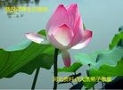 ���ֹ�,�ӱ��󷨵��ӹ������編�ִ�����ʦ�𻪵�(26��)
