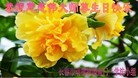 ���ֹ�,�����󷨵��ӹ������編�ִ�����ʦ�𻪵�(22��)
