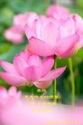 ���ֹ�,��ɽ�󷨵��ӹ������編�ִ�����ʦ�𻪵�(22��)