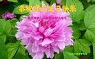 ���ֹ�,�����󷨵��ӹ������編�ִ�����ʦ�𻪵�(24��)