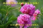 ���ֹ�,�żҿڴ󷨵��ӹ������編�ִ�����ʦ�𻪵�(29��)