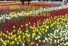 ���ֹ�,�żҿڴ󷨵��ӹ������編�ִ�����ʦ�𻪵�(22��)