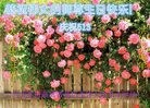 ���ֹ�,�ȷ��󷨵��ӹ������編�ִ�����ʦ�𻪵�(25��)