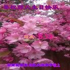 ���ֹ�,���ϴ󷨵��ӹ������編�ִ�����ʦ�𻪵�(20��)