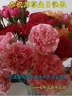 ���ֹ�,�żҿڴ󷨵��ӹ������編�ִ�����ʦ�𻪵�(29��)