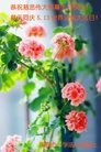 ���ֹ�,����ʡ�󷨵��ӹ������編�ִ�����ʦ�𻪵�(26��)