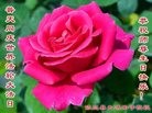 ���ֹ�,�������󷨵��ӹ������編�ִ�����ʦ�𻪵�(20��)