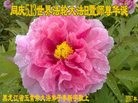 ���ֹ�,�������󷨵��ӹ������編�ִ�����ʦ�𻪵�(20��)