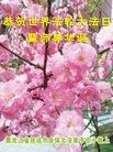 ���ֹ�,��ľ˹�󷨵��ӹ������編�ִ�����ʦ�𻪵�(25��)