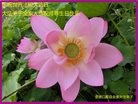 ���ֹ�,�żҿڴ󷨵��ӹ������編�ִ�����ʦ�𻪵�(30��)