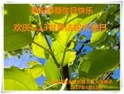 ���ֹ�,����󷨵��ӹ������編�ִ�����ʦ�𻪵�(22��)