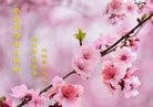 ���ֹ�,��ľ˹�󷨵��ӹ������編�ִ�����ʦ�𻪵�(25��)