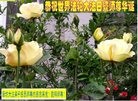���ֹ�,�ȷ��󷨵��ӹ������編�ִ�����ʦ�𻪵�(25��)