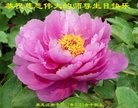 ���ֹ�,�������󷨵��ӹ������編�ִ�����ʦ�𻪵�(28��)
