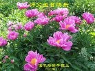 ���ֹ�,��ľ˹�󷨵��ӹ������編�ִ�����ʦ�𻪵�(25��)
