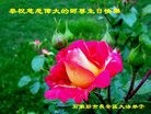 ���ֹ�,ʯ��ׯ�󷨵��ӹ������編�ִ�����ʦ�𻪵�(22��)