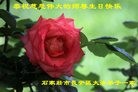 ���ֹ�,ʯ��ׯ�󷨵��ӹ������編�ִ�����ʦ�𻪵�(22��)