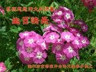���ֹ�,��ľ˹�󷨵��ӹ������編�ִ�����ʦ�𻪵�(26��)