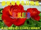 ���ֹ�,��������󷨵��ӹ������編�ִ�����ʦ�𻪵�(20��)