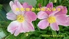 ���ֹ�,ʯ��ׯ�󷨵��ӹ������編�ִ�����ʦ�𻪵�(23��)