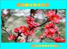 ���ֹ�,�������󷨵��ӹ������編�ִ�����ʦ�𻪵�(20��)
