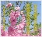���ֹ�,����󷨵��ӹ������編�ִ�����ʦ�𻪵�(24��)