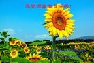 ���ֹ�,�ӱ��󷨵��ӹ������編�ִ�����ʦ�𻪵�(20��)