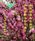 ���ֹ�,�������󷨵��ӹ������編�ִ�����ʦ�𻪵�(20��)