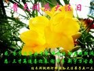 ���ֹ�,��ľ˹�󷨵��ӹ������編�ִ�����ʦ�𻪵�(21��)