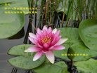 ���ֹ�,�żҿڴ󷨵��ӹ������編�ִ�����ʦ�𻪵�(25��)