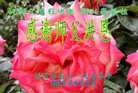 ���ֹ�,�żҿڴ󷨵��ӹ������編�ִ�����ʦ�𻪵�(22��)