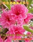 ���ֹ�,�żҿڴ󷨵��ӹ������編�ִ�����ʦ�𻪵�(25��)