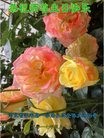 ���ֹ�,�żҿڴ󷨵��ӹ������編�ִ�����ʦ�𻪵�(25��)