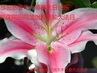���ֹ�,�������󷨵��ӹ������編�ִ�����ʦ�𻪵�(20��)